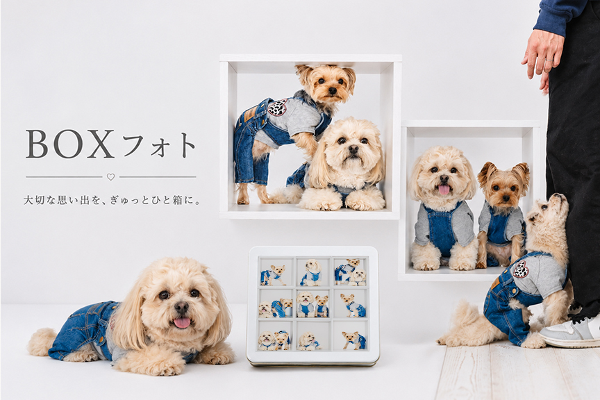 家族写真の新しいカタチ